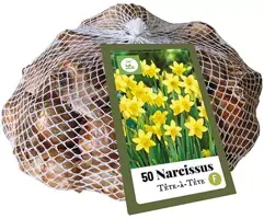 Narcissus Tête-à-Tête 50 narcisbollen - afbeelding 1