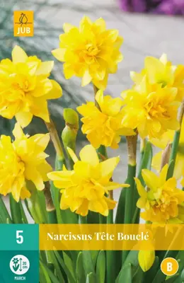 Narcissus Tête Bouclé 5 narcisbollen - afbeelding 1