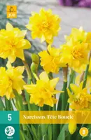 Narcissus Tête Bouclé 5 narcisbollen - afbeelding 1