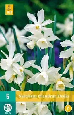 Narcissus triandrus thalia 5st - afbeelding 2