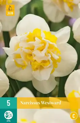 Narcissus Westward 5 narcisbollen - afbeelding 1