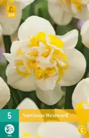 Narcissus Westward 5 narcisbollen - afbeelding 1