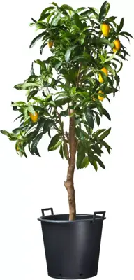 Nature Container ritzi afwatering+handgreep 85l - afbeelding 3