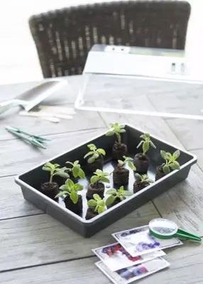 Nature Kweekbak antraciet 55x31cm - afbeelding 2