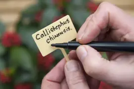 Nature Plaatetiketten h13cm 10 stuks - afbeelding 3