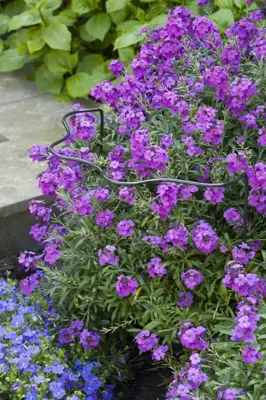 Nature Plantensteun d6mm h80x45x24cm groen - afbeelding 3