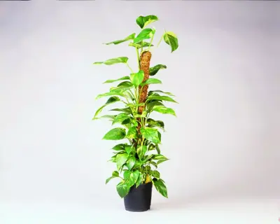 Nature Plantstok kokos 90 cm d38mm - afbeelding 2