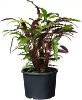 Nature Ritzi container  20l H26,5xØ35,0cm met afwateringsopeningen - afbeelding 3