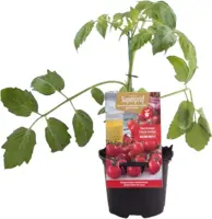 Nectartomaatje rood - afbeelding 1