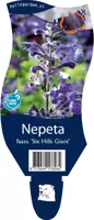 Nepeta faass. 'Six Hills Giant' (Kattekruid) - afbeelding 1