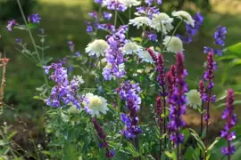 Nepeta faass. 'Six Hills Giant' (Kattekruid) - afbeelding 2