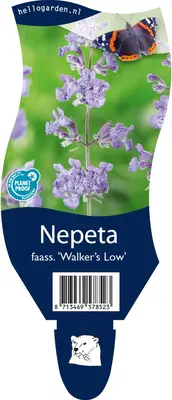 Nepeta faass. 'Walkers Low' (Kattekruid) - afbeelding 1
