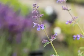 Nepeta Faassenii Six Hills Giant (Kattenkruid) - afbeelding 4