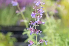 Nepeta Faassenii Six Hills Giant (Kattenkruid) - afbeelding 5