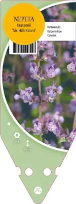 Nepeta Faassenii Six Hills Giant (Kattenkruid) - afbeelding 1