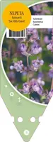 Nepeta Faassenii Six Hills Giant (Kattenkruid) - afbeelding 1