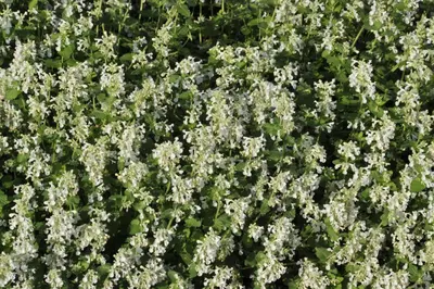 Nepeta Faassenii Snowflake (Kattenkruid) - afbeelding 3