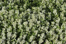 Nepeta Faassenii Snowflake (Kattenkruid) - afbeelding 3