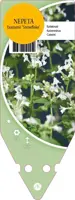 Nepeta Faassenii Snowflake (Kattenkruid) - afbeelding 1