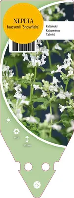 Nepeta Faassenii Snowflake (Kattenkruid) - afbeelding 1