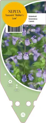 Nepeta Faassenii Walker S Low (Kattenkruid) - afbeelding 1