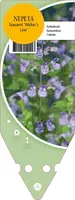 Nepeta Faassenii Walker S Low (Kattenkruid) - afbeelding 1