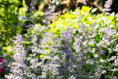 Nepeta Grandiflora Dawn To Dusk (Kattenkruid) - afbeelding 4