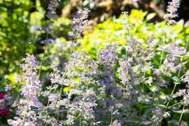 Nepeta Grandiflora Dawn To Dusk (Kattenkruid) - afbeelding 4