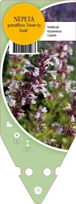 Nepeta Grandiflora Dawn To Dusk (Kattenkruid) - afbeelding 1