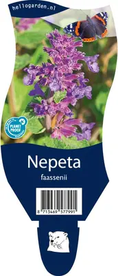 Nepeta (Kattekruid) - afbeelding 1