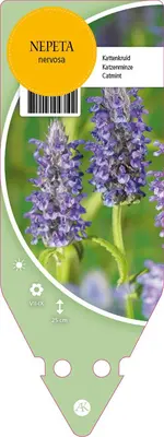 Nepeta Nervosa Blue Moon (Kattenkruid) - afbeelding 1