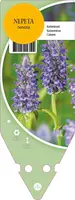 Nepeta Nervosa Blue Moon (Kattenkruid) - afbeelding 1