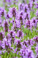 Nepeta Nervosa Blue Moon (Kattenkruid) - afbeelding 4