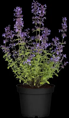 Nepeta x faassenii (Kattenkruid) - afbeelding 10