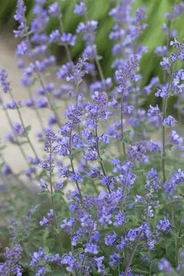 Nepeta x faassenii (Kattenkruid) - afbeelding 2
