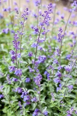 Nepeta x faassenii (Kattenkruid) - afbeelding 7
