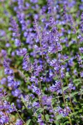 Nepeta x faassenii (Kattenkruid) - afbeelding 8