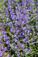 Nepeta x faassenii (Kattenkruid) - afbeelding 8