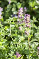Nepeta x faassenii (Kattenkruid) - afbeelding 9