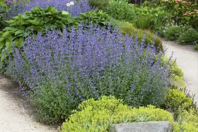 Nepeta x faassenii (Kattenkruid) - afbeelding 1