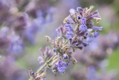 Nepeta x faassenii (Kattenkruid) - afbeelding 5