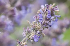 Nepeta x faassenii (Kattenkruid) - afbeelding 5