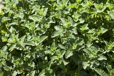 Nepeta x faassenii (Kattenkruid) - afbeelding 12