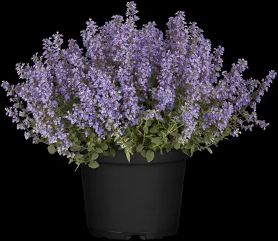 Nepeta x faassenii (Kattenkruid) - afbeelding 11