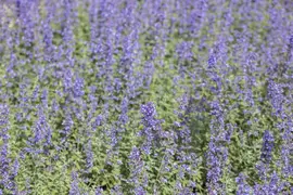Nepeta x faassenii 'Purrsian Blue' (Kattenkruid 'Purrsian Blue') - afbeelding 1