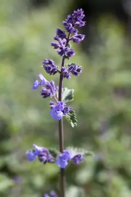 Nepeta x faassenii 'Walker´s Low' (Kattenkruid 'Walker´s Low') - afbeelding 1