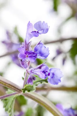 Nepeta x faassenii 'Walker´s Low' (Kattenkruid 'Walker´s Low') - afbeelding 4
