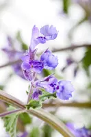 Nepeta x faassenii 'Walker´s Low' (Kattenkruid 'Walker´s Low') - afbeelding 4