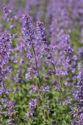 Nepeta x faassenii 'Walker´s Low' (Kattenkruid 'Walker´s Low') - afbeelding 10