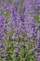 Nepeta x faassenii 'Walker´s Low' (Kattenkruid 'Walker´s Low') - afbeelding 10